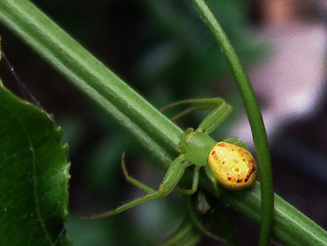 green and yellow spider